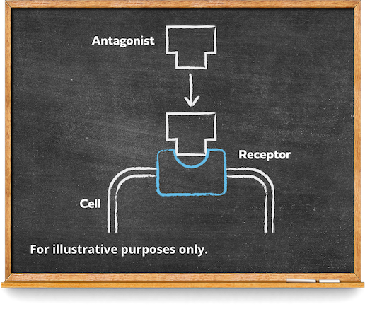 Diagram illustrating that receptor antagonism blocks the action of a neurotransmitter