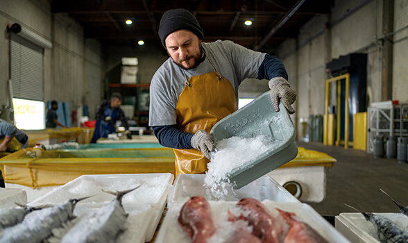 Contact us with questions about LYBALVI® (olanzapine and samidorphan) Man working in a fish market, holding a tray of ice