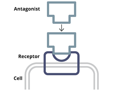 Diagram illustrating that receptor antagonism blocks the action of a neurotransmitter.